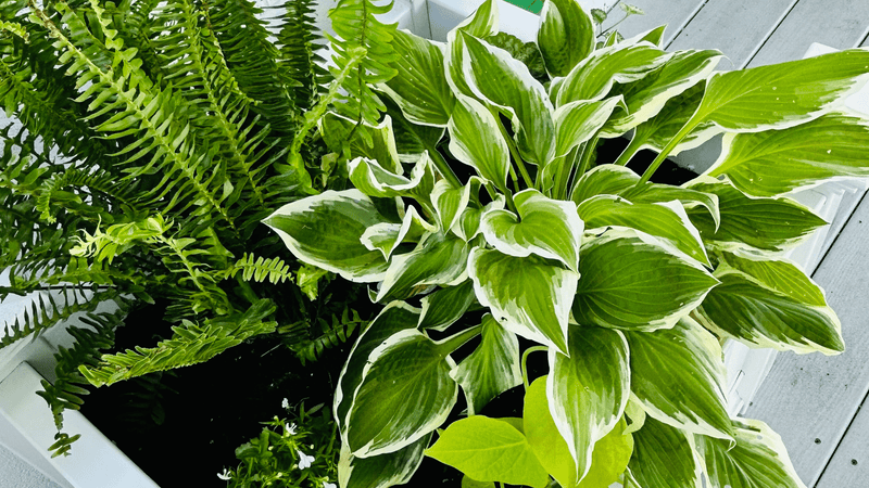 Sun Containers vs. Shade Containers: A Simple Guide to Choosing the Right Plants