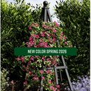 Cedar Garden Obelisk Decor Vita Canada Charcoal 